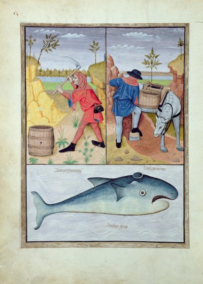 Illustrazione dal Libro delle Semplici Medicine di Mattheaus Platearius 143v da Robinet Testard